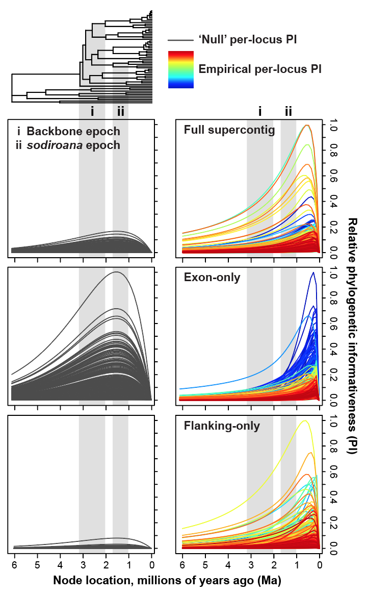 Burmeistera phylogenetic informativeness