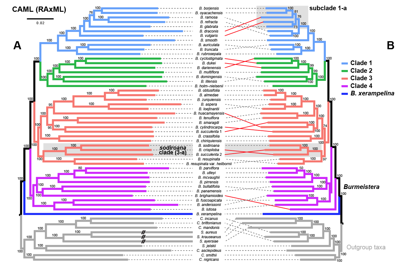 Burmeistera phylogenomics tanglegram