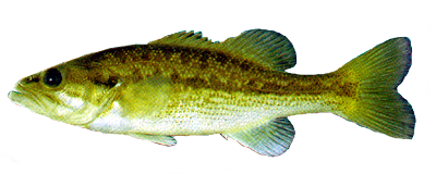 Spotted bass (Micropterus punctulatus)