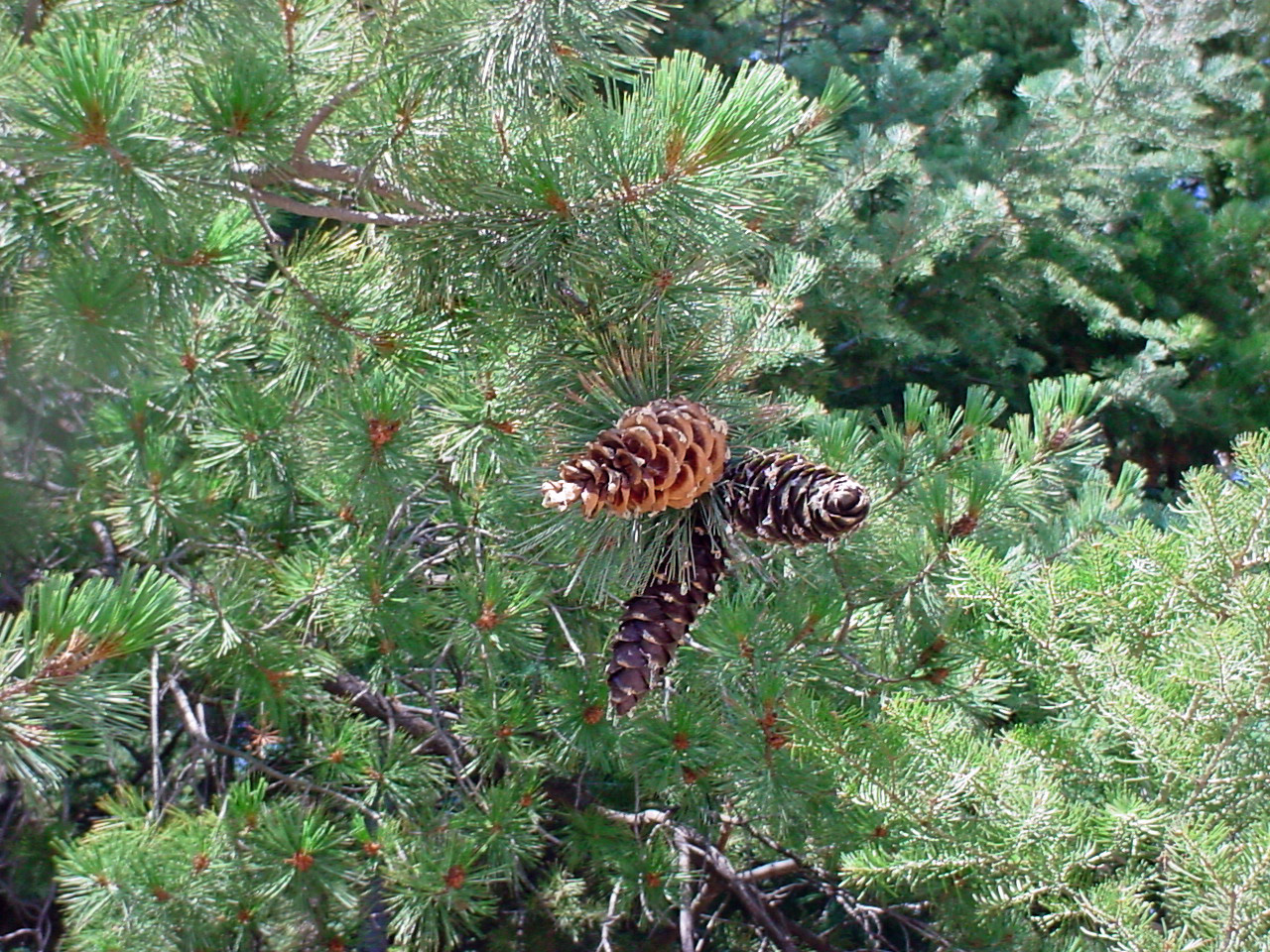 southwestern white pine (Pinus strobiformis) pic 1