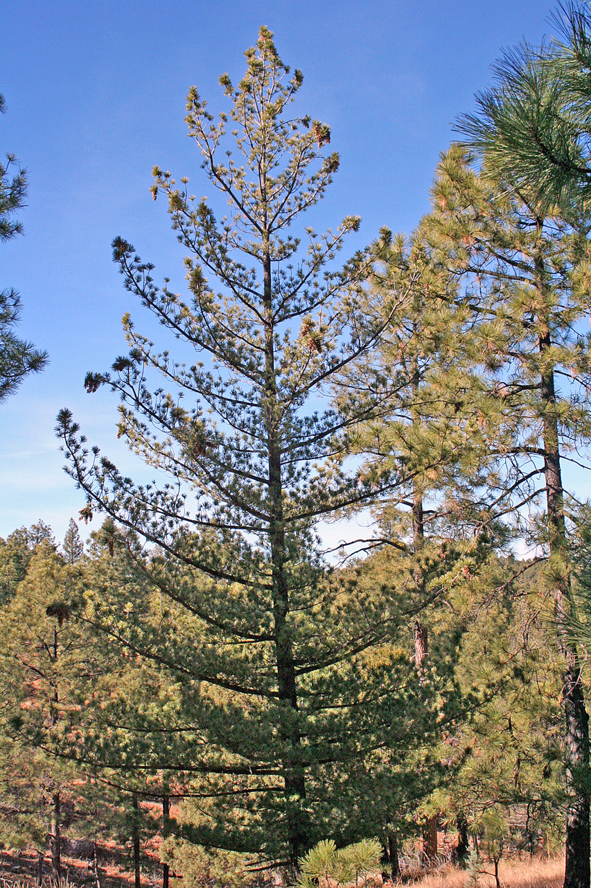 southwestern white pine (Pinus strobiformis) pic 2